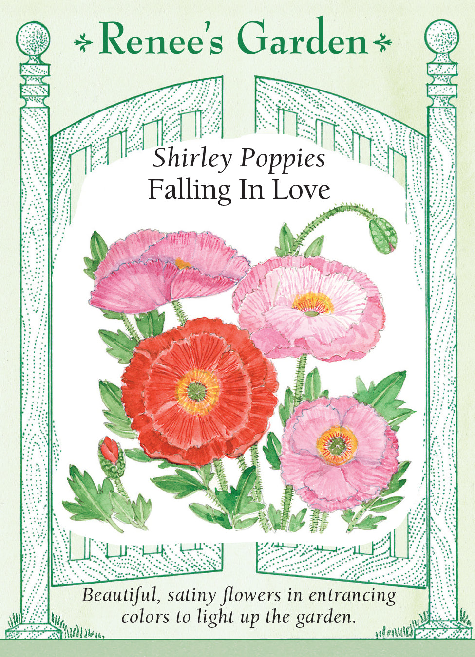 Poppy Falling in Love - Renee's Garden