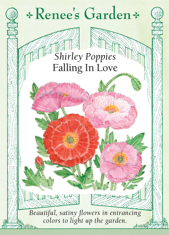 Poppy Falling in Love - Renee's Garden