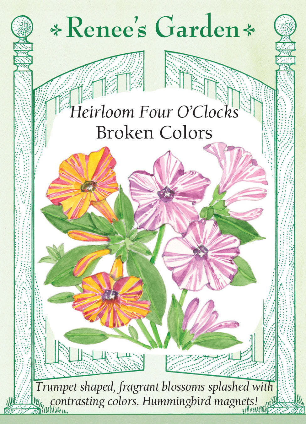Four O'Clocks Broken Colors - Renee's Garden