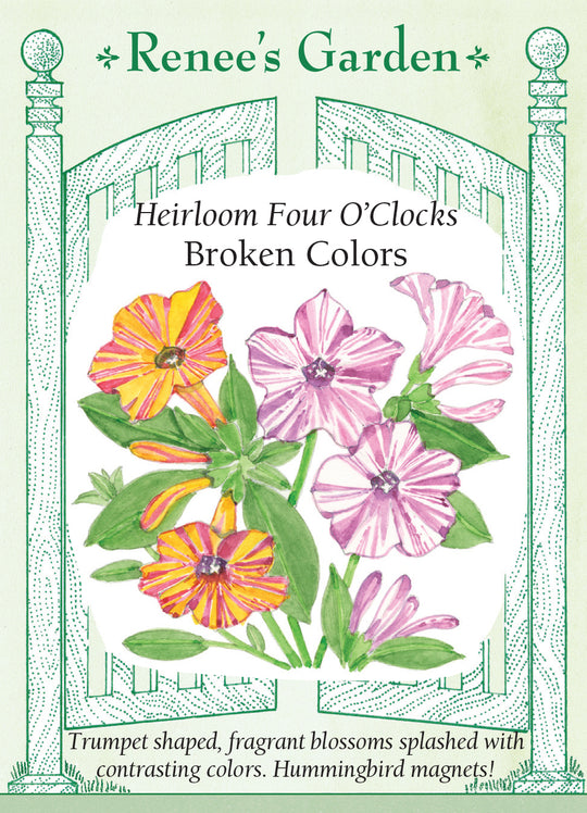 Four O'Clocks Broken Colors - Renee's Garden