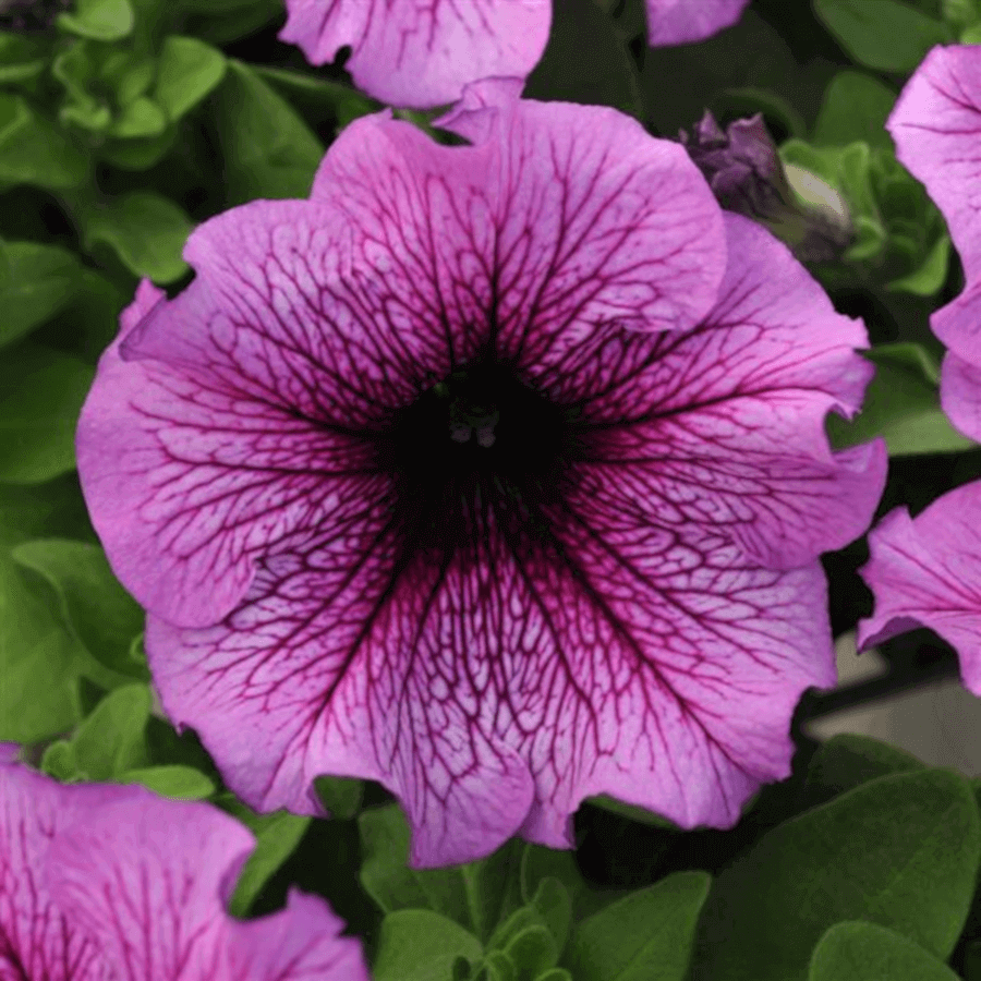 Petunia Sugar Daddy - Ontario Seed Company