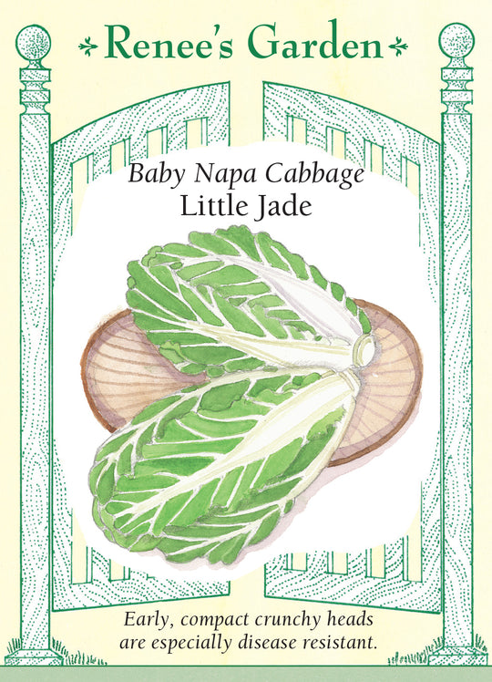 Cabbage Little Jade - Renee's Garden
