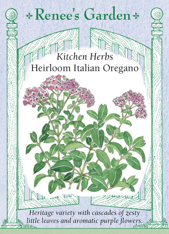Oregano Italian Heirloom - Renee's Garden