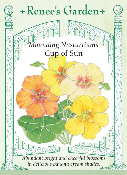 Nasturtium Cup of Sun - Renee's Garden