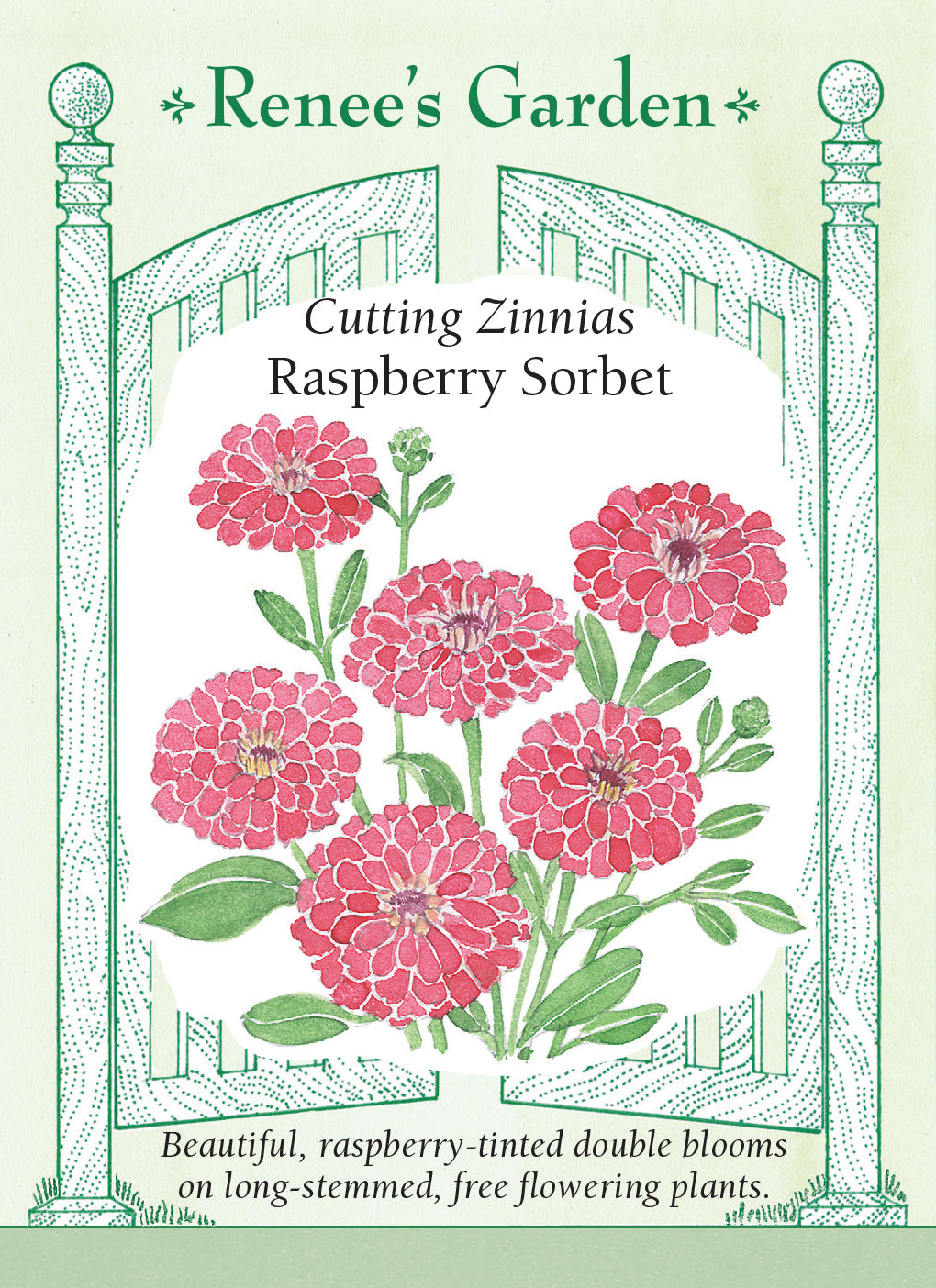Zinnia Raspberry Sorbet - Renee's Garden
