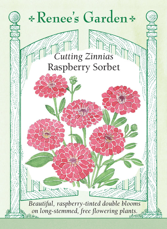 Zinnia Raspberry Sorbet - Renee's Garden