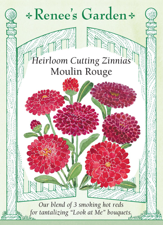 Zinnia Moulin Rouge - Renee's Garden