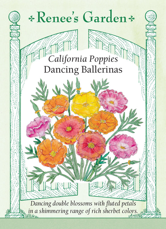 California Poppy Dancing Ballerinas - Renee's Garden