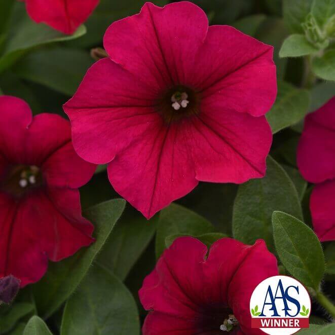 Wave Petunia Carmine Velour - Ontario Seed Company