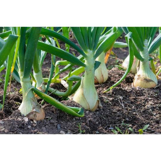 Sweet White Spanish Onion - Burpee Seeds