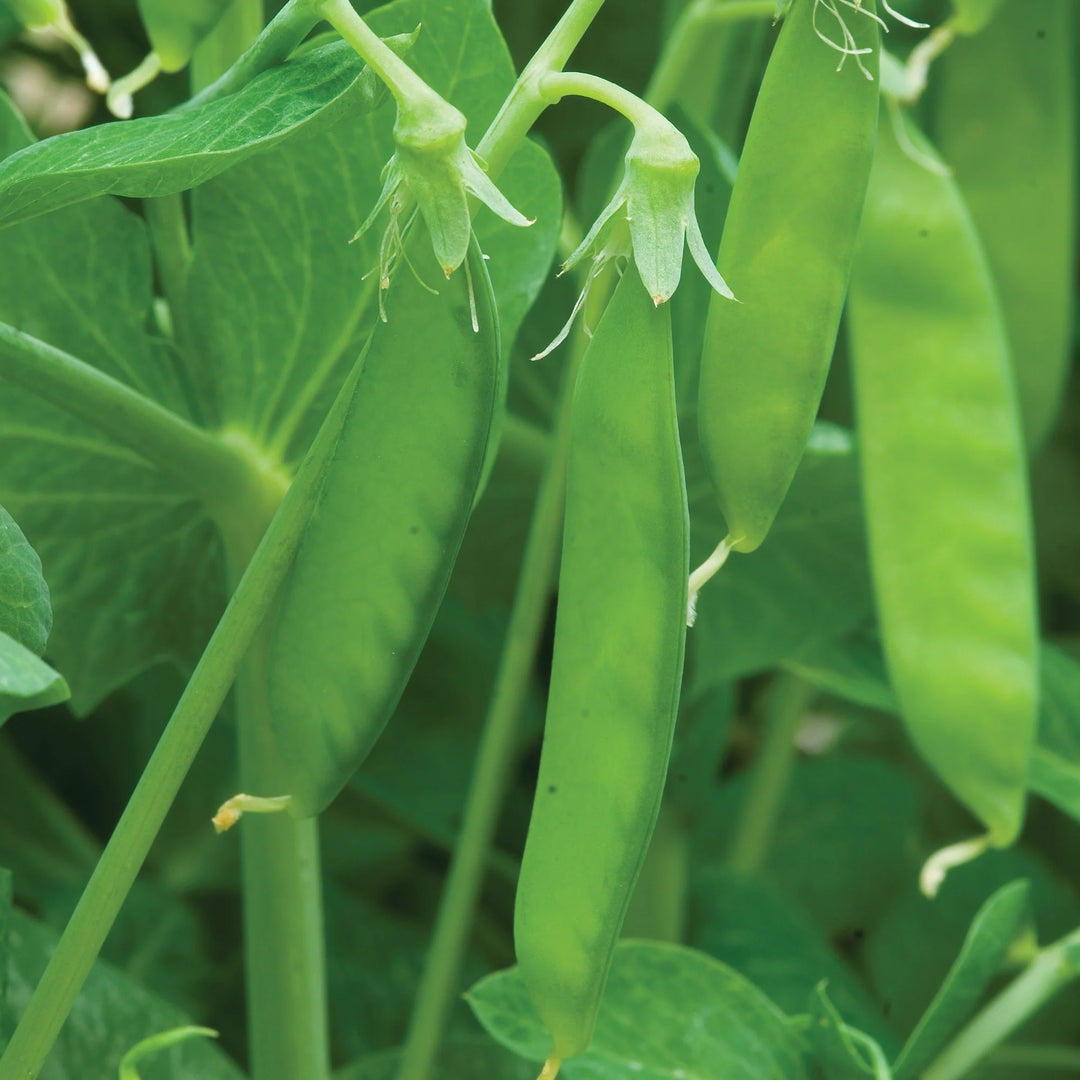 Pea Oregon sugar Pod II - Burpee Seeds