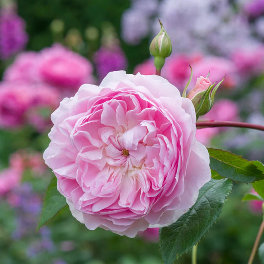 Silas Marner - David Austin Rose
