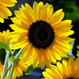 Sunflower Sunspot (Dwarf) - Ontario Seed Company