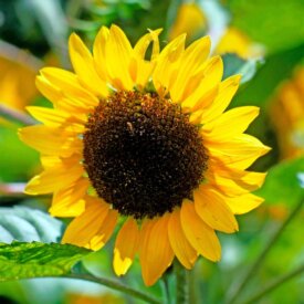 Sunflower Dorado - Ontario Seed Company