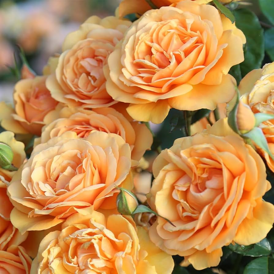 Sunbelt® South Africa® - Kordes® Roses