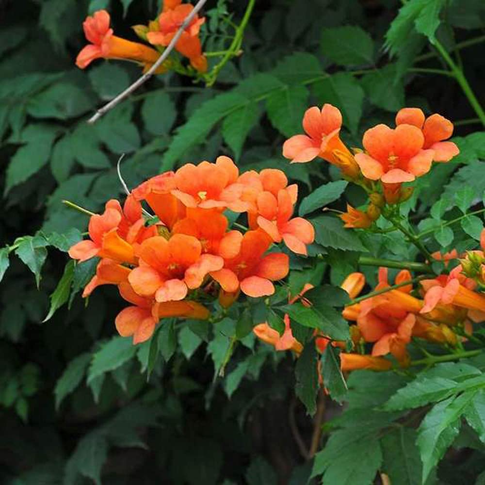 Campsis Tagliabuana Indian Summer (Trumpet Vine)
