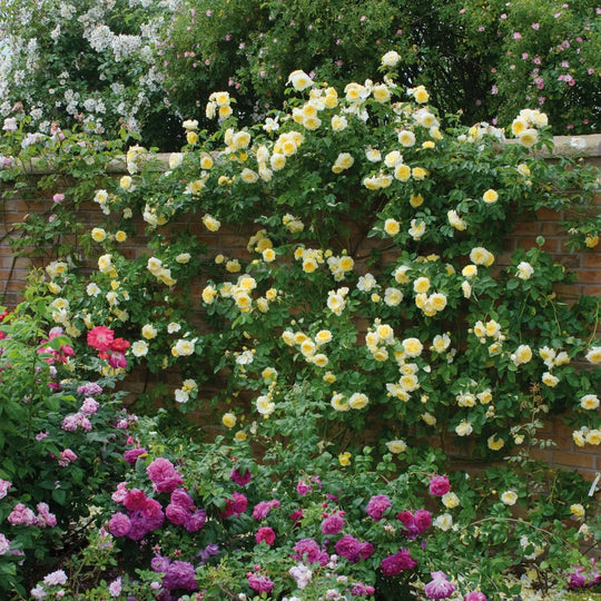 The Pilgrim - David Austin Rose