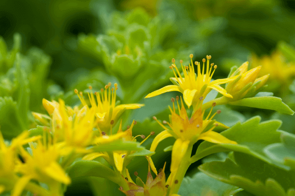 Sedum Spirit - Ontario Seed Company