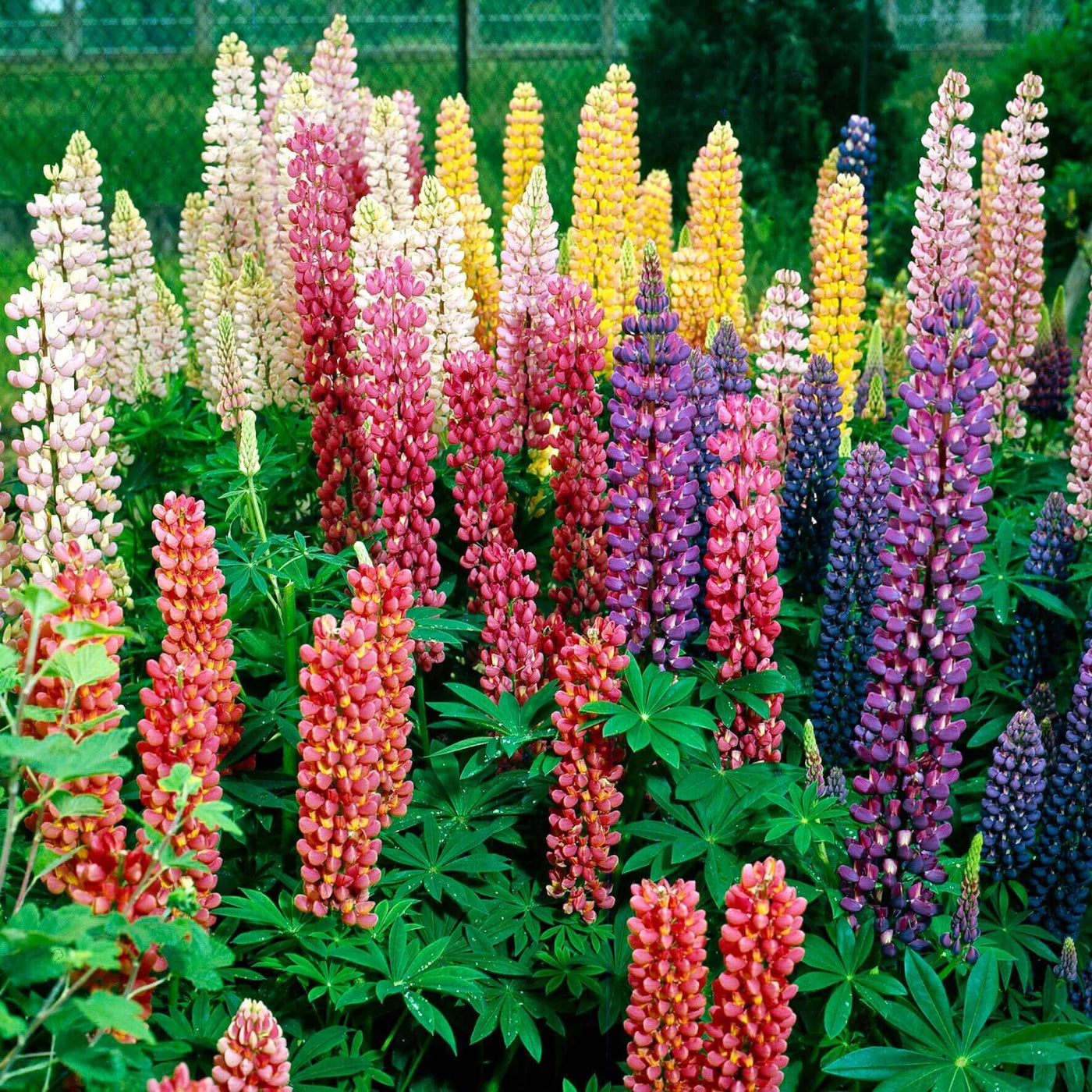 Lupins Russell's Hybrids - Ontario Seed Company
