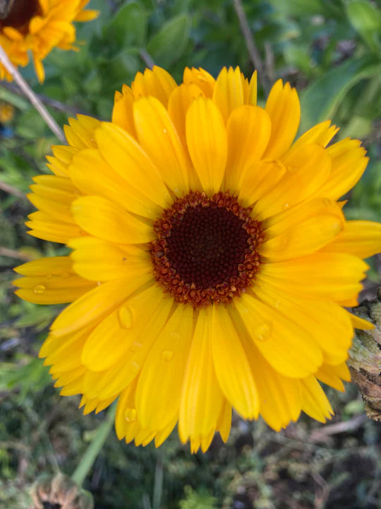 Calendula Mix - Eagleridge Seeds