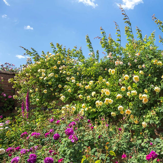 The Pilgrim - David Austin Rose