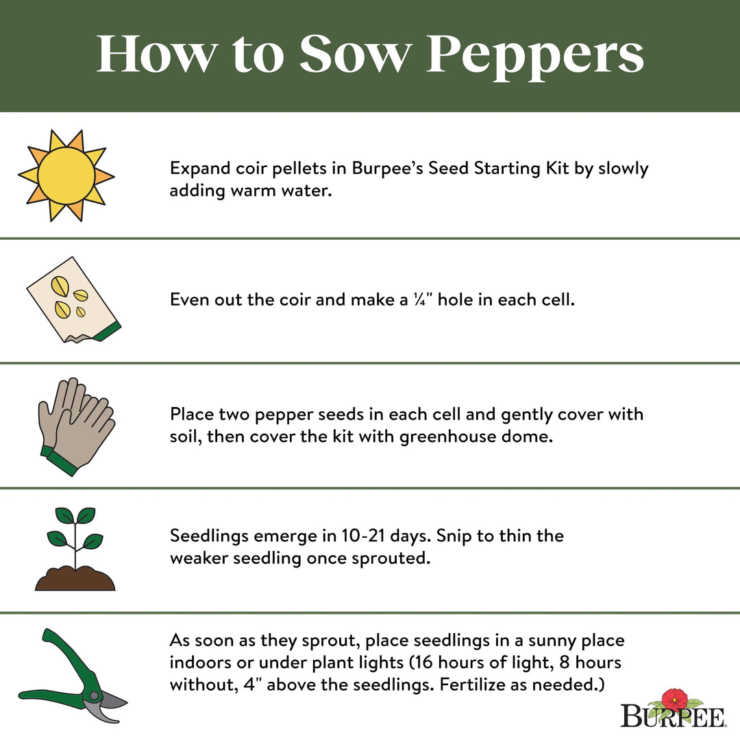 Pepper California Wonder - Burpee Seeds