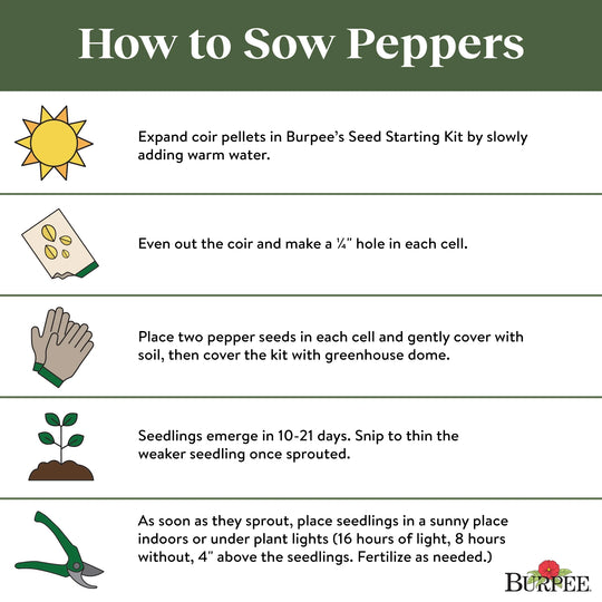 Pepper California Wonder - Burpee Seeds