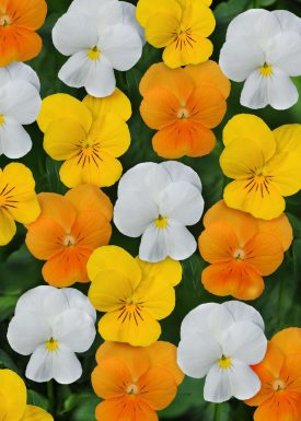 Viola Sorbet XP Citrus Mixed - Ontario Seed Company