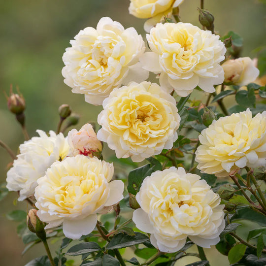 Nye Bevan - David Austin Roses