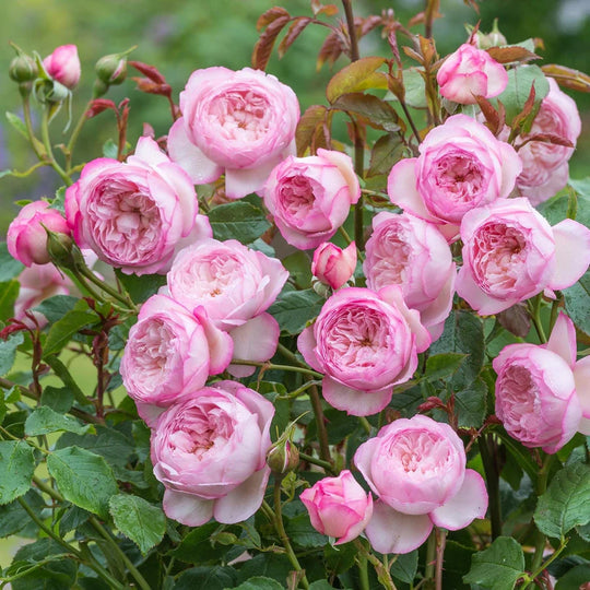 The Mill on the Floss - David Austin Rose