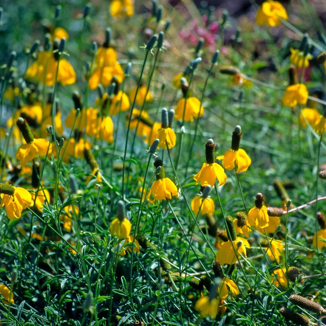 Prairie Coneflower Dwarf Yellow - Ontario Seed Company