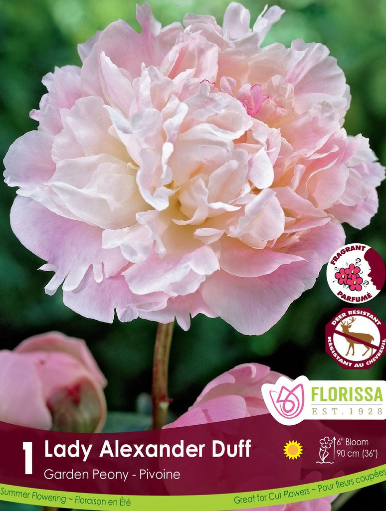 Peony - Lady Alexander Duff