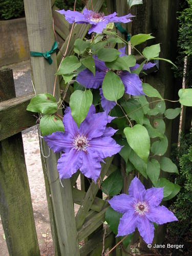 Clematis Lord Neville