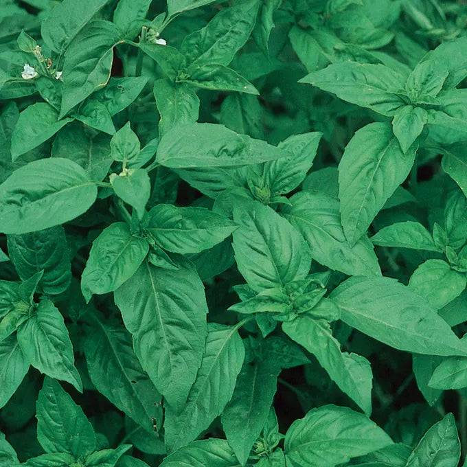 Basil Sweet - Burpee Seeds