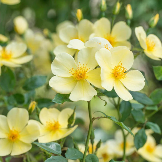 Tottering By Gently - David Austin Rose