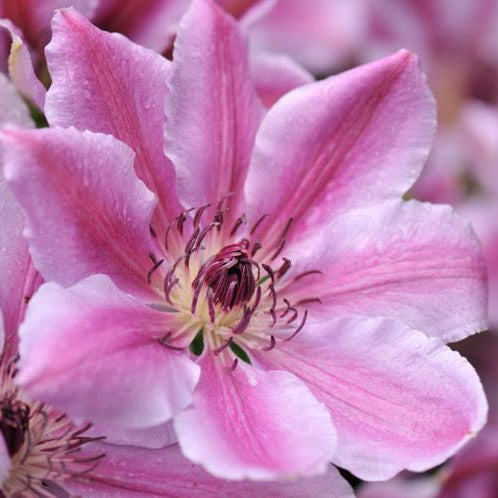 Clematis Nelly Moser