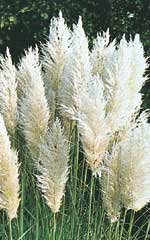 Ornamental Grass Pampas Plume - Ontario Seed Company