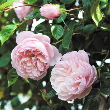 The Generous Gardener - David Austin Rose