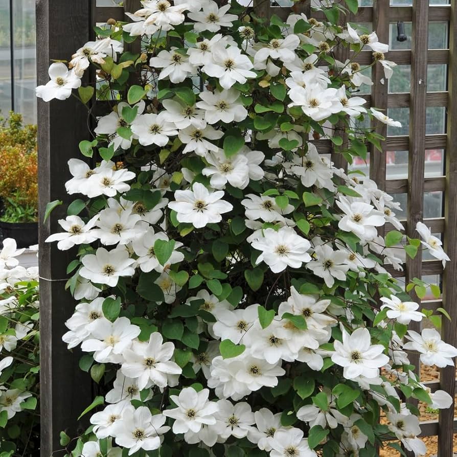 Clematis Vancouver Fragrant Star