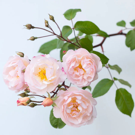 The Lady of the Lake - David Austin Rose