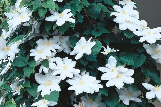 Clematis Candida