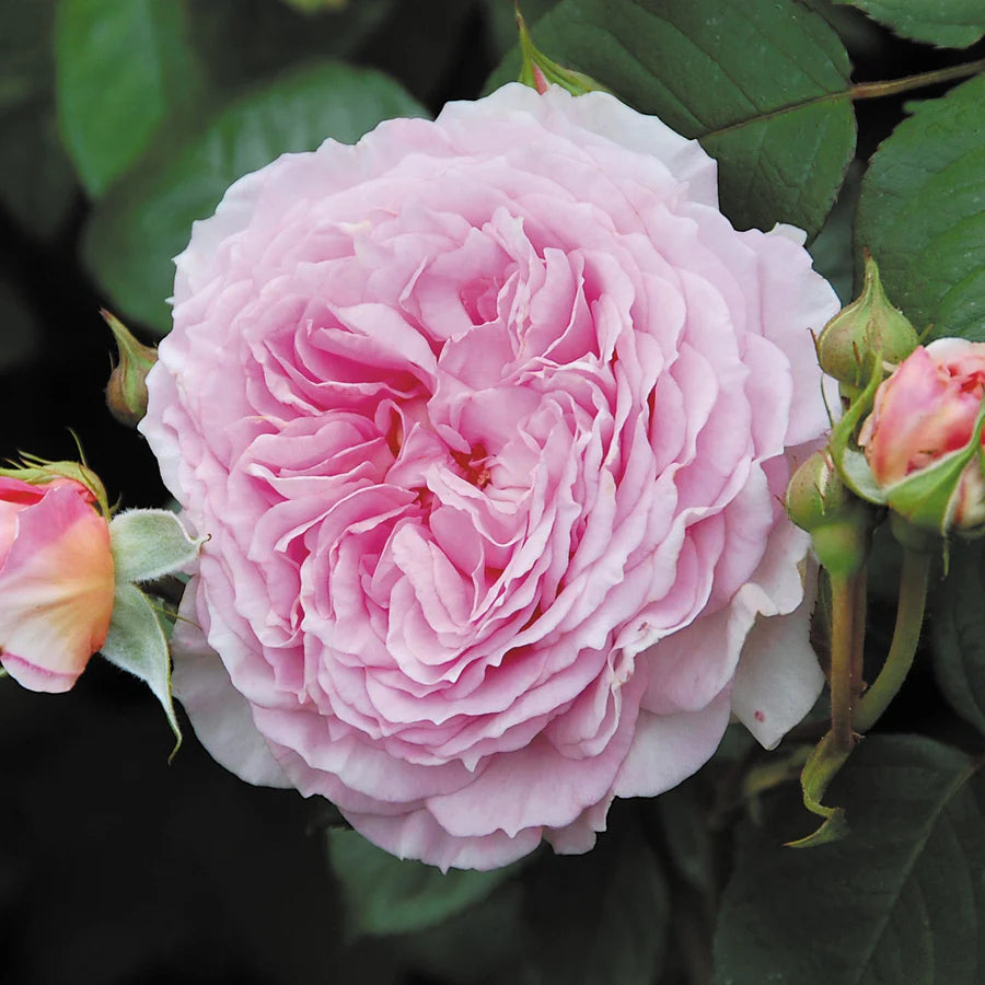 James Galway - David Austin Rose