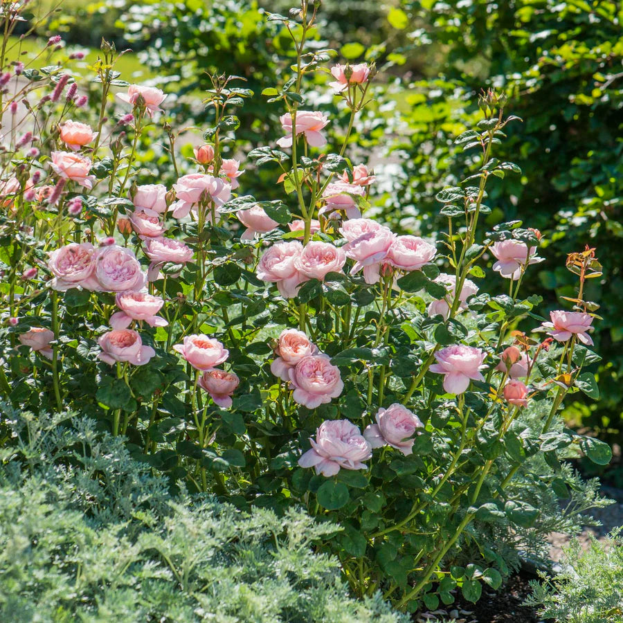Queen of Sweden - David Austin Rose