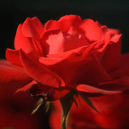Dublin Bay - Weeks Rose