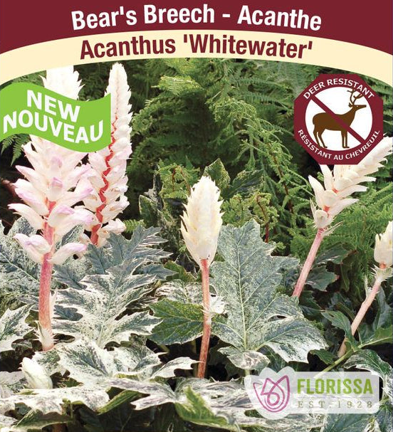 Acanthus - Whitewater, 1 Pack