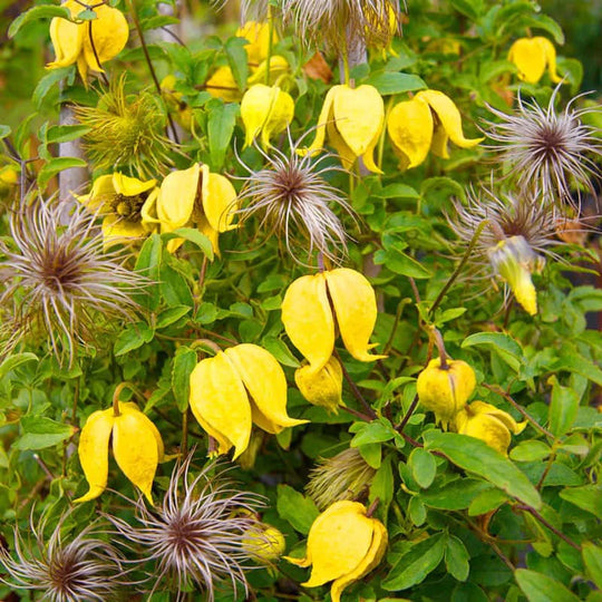Clematis Little Lemons