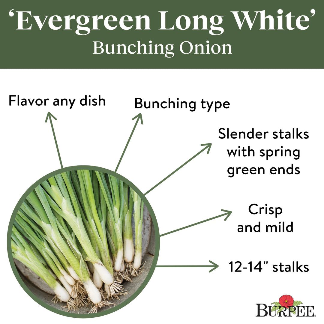 Organic Onion Long White - Burpee Seeds