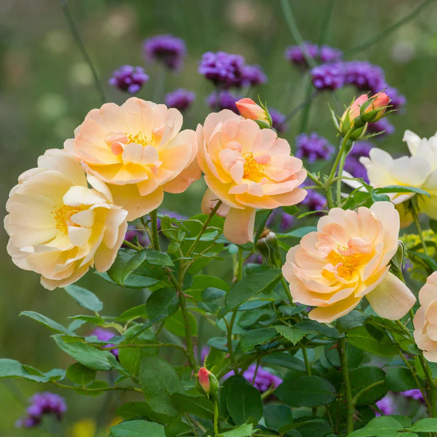 The Lark Ascending - David Austin Rose