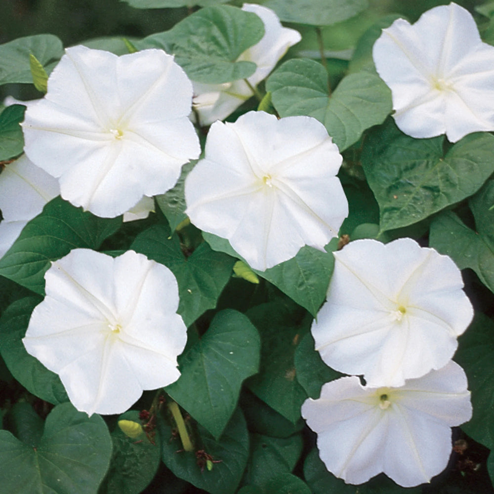 Moonflower Giant White - Burpee Seeds