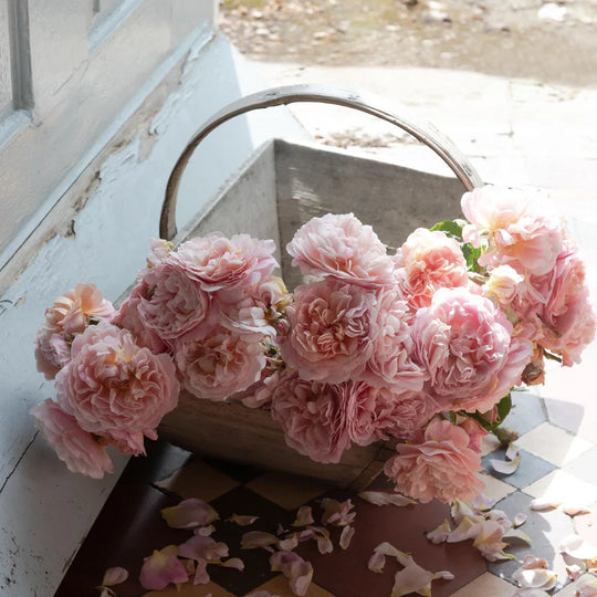 Eustacia Vye - David Austin Rose
